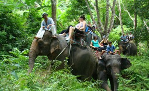 Elephent trekking Phuket